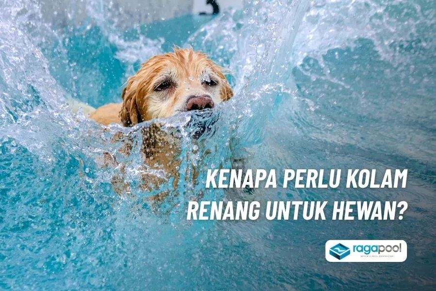 kenapa perlu kolam renang binatang