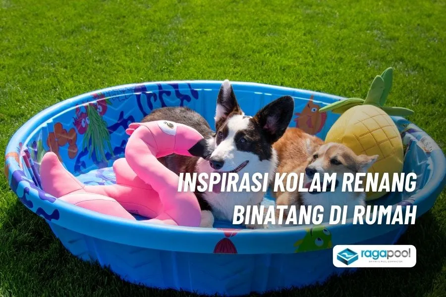 pilihan kolam renang hewan